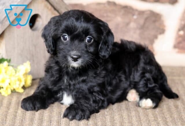 Benny Cavapoo2 image