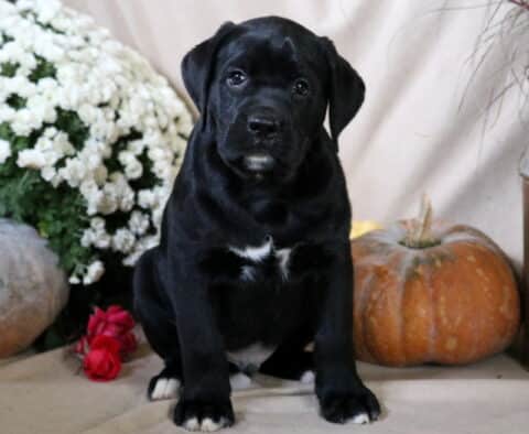 Bentley Boxador Bentley Boxador