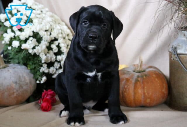 Bentley Boxador image