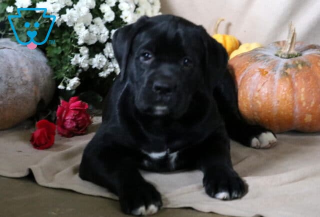 Bentley Boxador2 image