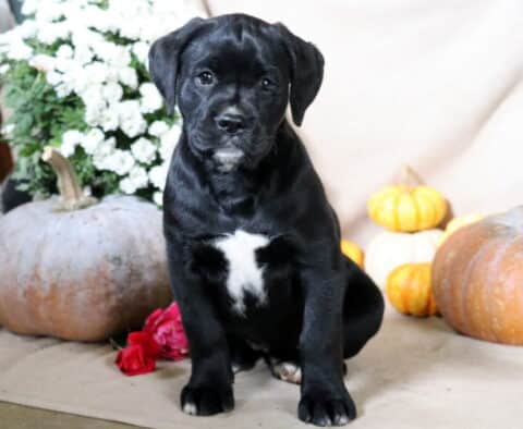 Bessie Boxador Bessie Boxador