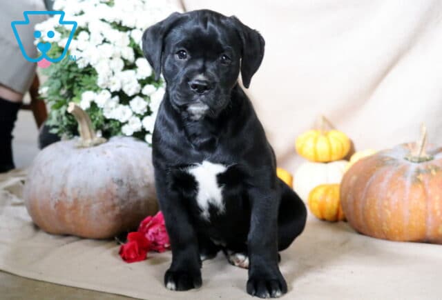 Bessie Boxador image