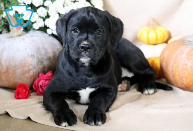 Bessie Boxador2 image