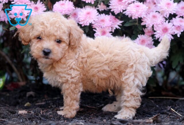Light apricot Shihpoo puppy with curly fur standing on dark mulch in front of pink flowers, gazing softly toward the camera with its tail raised. image