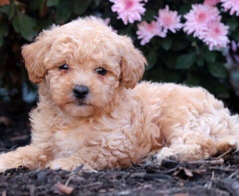 Adorable light apricot Shihpoo puppy lying on the ground with its head up, surrounded by soft pink flowers and looking calmly at the camera.