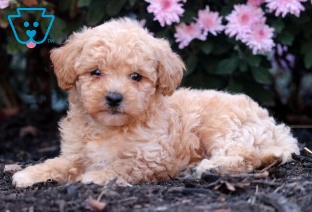 Adorable light apricot Shihpoo puppy lying on the ground with its head up, surrounded by soft pink flowers and looking calmly at the camera. image