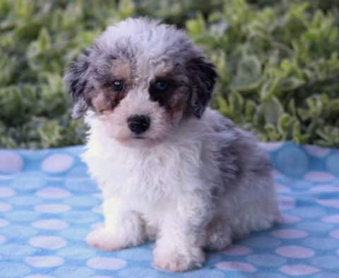 Curly-coated Havapoo puppy with a soft white, gray, and tan merle pattern sitting on a blue polka-dot blanket outdoors, with green leafy plants in the background.