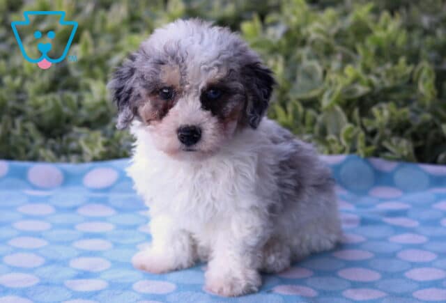Curly-coated Havapoo puppy with a soft white, gray, and tan merle pattern sitting on a blue polka-dot blanket outdoors, with green leafy plants in the background. image