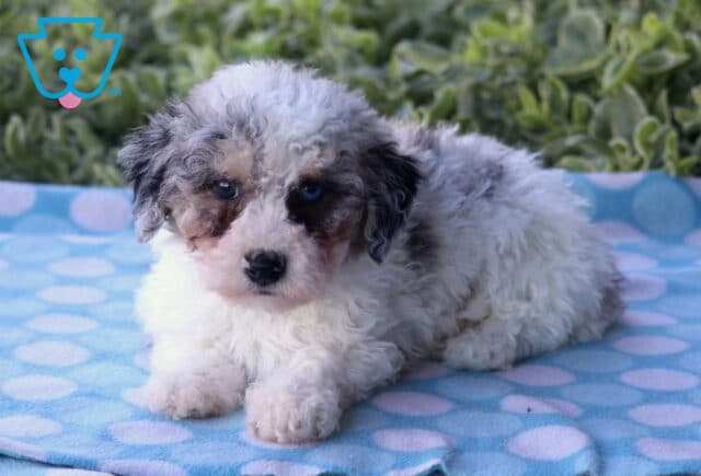 Adorable Havapoo puppy with a fluffy white, gray, and tan merle coat lying on a blue polka-dot blanket outdoors, looking sweetly at the camera with soft greenery in the background. image
