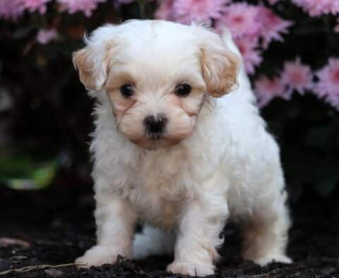 Adorable Shihpoo puppy with soft cream and apricot fur standing on dark mulch in front of pink flowers, looking up with big round eyes.