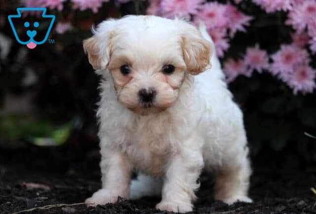Adorable Shihpoo puppy with soft cream and apricot fur standing on dark mulch in front of pink flowers, looking up with big round eyes. image