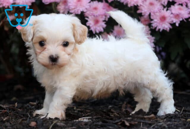 Fluffy cream-colored Shihpoo puppy standing on mulch with its tail curled up, looking curious in front of a backdrop of pink flowers. image