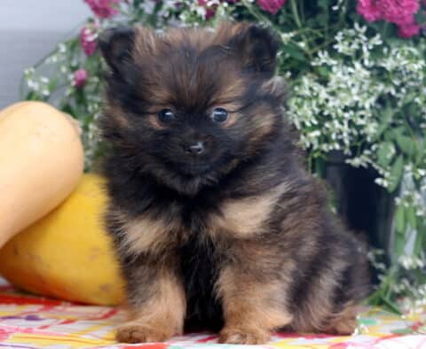 Blacky Pom