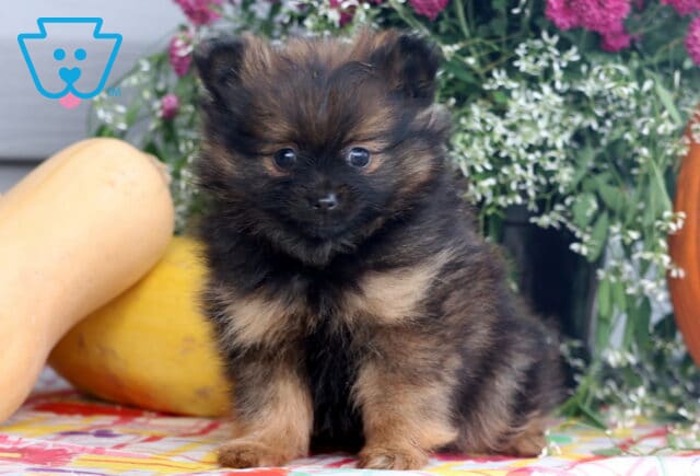 Blacky Pom image