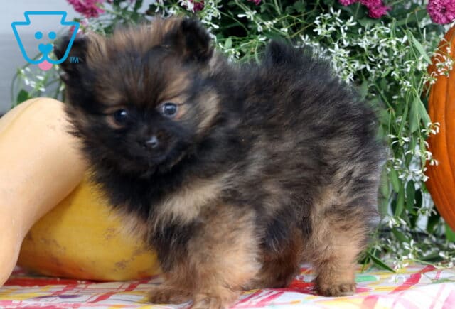 Blacky Pom2 image
