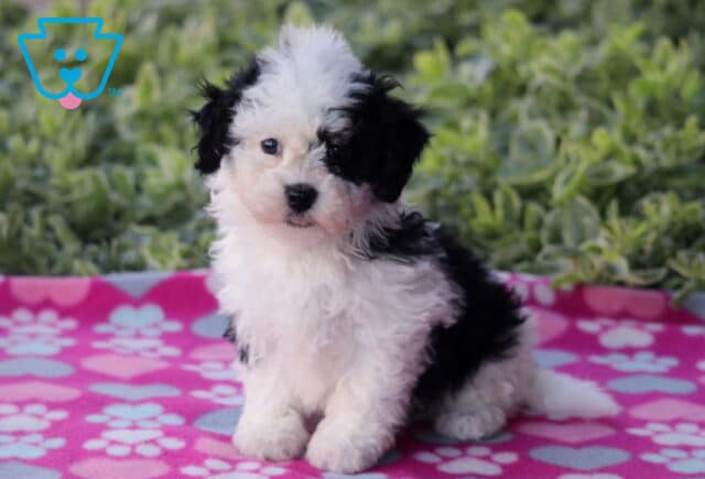 Adorable black and white Havapoo puppy with a fluffy, curly coat sitting on a pink and blue paw-print blanket outdoors, surrounded by lush green plants in the background. image