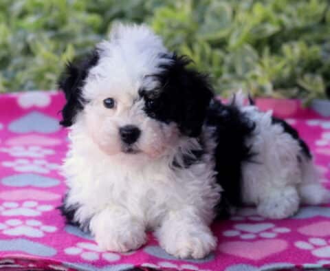 Fluffy black and white Havapoo puppy lying down on a bright pink blanket with paw prints, looking at the camera with a sweet expression, surrounded by green foliage in the background.