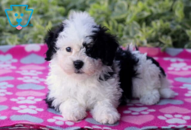 Fluffy black and white Havapoo puppy lying down on a bright pink blanket with paw prints, looking at the camera with a sweet expression, surrounded by green foliage in the background. image
