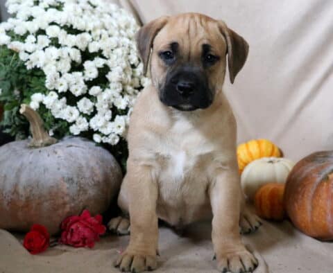 Blake Boxador Blake Boxador