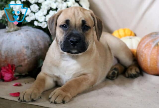 Blake Boxador2 image