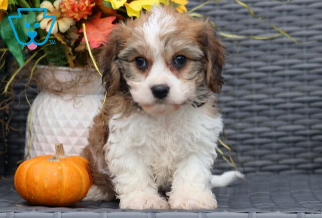 Sweet Cavachon puppy with soft tan and white fur and big round eyes sitting on a wicker chair beside a pumpkin and autumn flowers. image