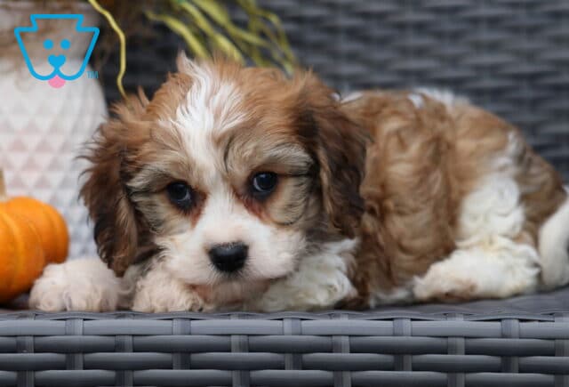 Adorable Cavachon puppy with fluffy tan and white fur lying down on a wicker chair, gazing forward with soft, dark eyes next to a pumpkin. image
