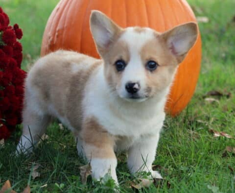 Blossom Corgi