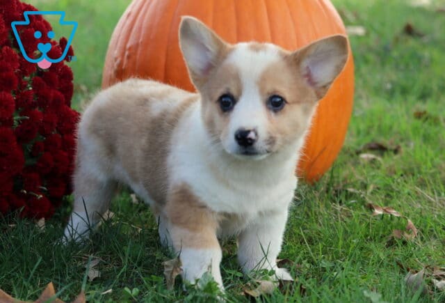Blossom Corgi image
