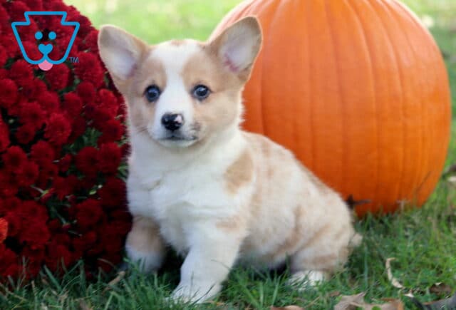 Blossom Corgi2 image