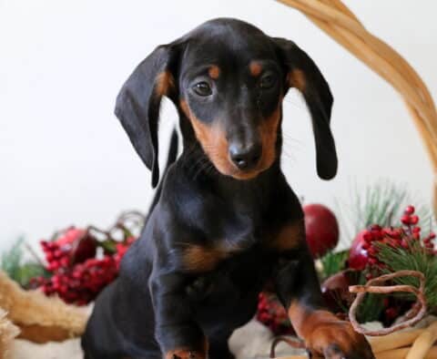 Blossom Mini Dachshund2 Blossom Mini Dachshund2