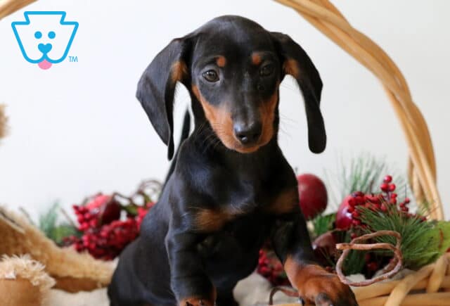 Blossom Mini Dachshund2 image