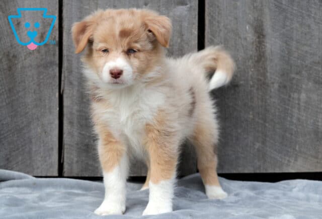 Adorable Australian Shepherd puppy with a soft red merle coat and white chest standing alert on a gray blanket in front of a rustic wooden background. image