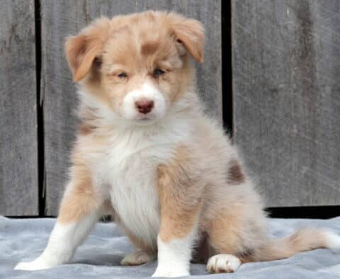 Fluffy red merle Australian Shepherd puppy sitting on a gray blanket with a wooden wall behind, showing off its soft white chest and sleepy expression.