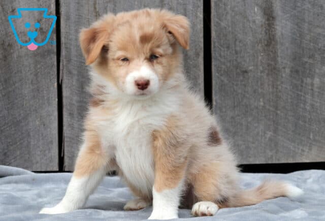 Fluffy red merle Australian Shepherd puppy sitting on a gray blanket with a wooden wall behind, showing off its soft white chest and sleepy expression. image