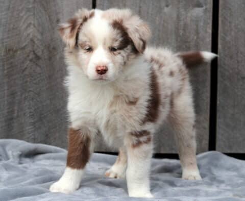 Adorable red merle Australian Shepherd puppy standing alert on a gray blanket, showing off its soft cream and brown marbled coat with a pink nose and gentle eyes.