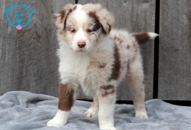 Adorable red merle Australian Shepherd puppy standing alert on a gray blanket, showing off its soft cream and brown marbled coat with a pink nose and gentle eyes. image