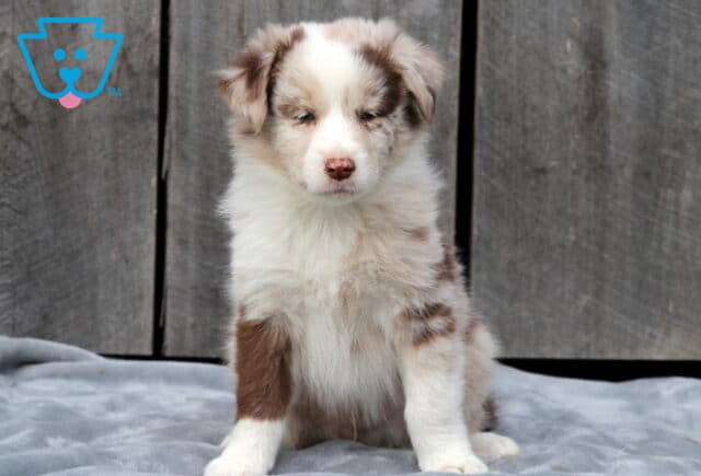 Sweet red merle Australian Shepherd puppy sitting on a gray blanket with a wooden wall behind, showing a soft cream and chocolate patterned coat and an adorable pink nose. image