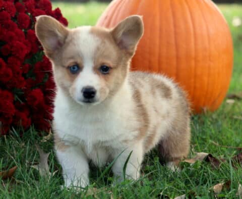 Boots Corgi
