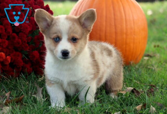 Boots Corgi image