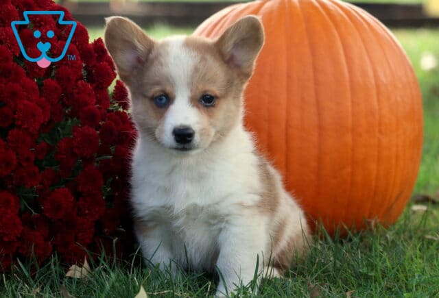 Boots Corgi2 image