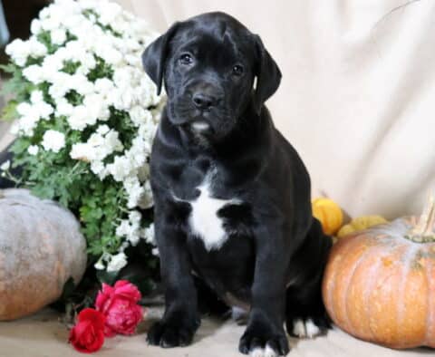 Boss Boxador Boss Boxador