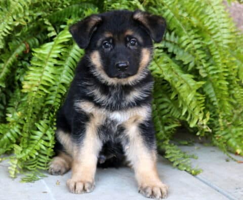 Adorable German Shepherd puppy sitting on a concrete porch in front of lush green ferns, looking at the camera with bright, curious eyes.