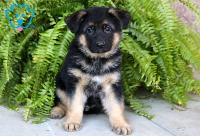 Adorable German Shepherd puppy sitting on a concrete porch in front of lush green ferns, looking at the camera with bright, curious eyes. image