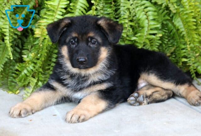 Sweet German Shepherd puppy lying on a concrete surface in front of lush green ferns, looking at the camera with calm, gentle eyes. image