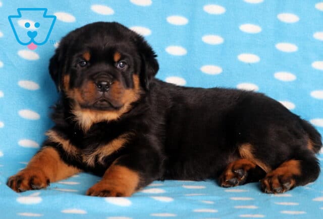 Handsome Rottweiler puppy with shiny black fur and tan markings lying on a blue polka-dot blanket, giving a confident and relaxed look toward the camera. image