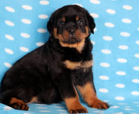 Boss Rottie2 Chubby Rottweiler puppy with glossy black fur and tan markings sitting on a blue polka-dot blanket, looking straight at the camera with a confident, gentle face.