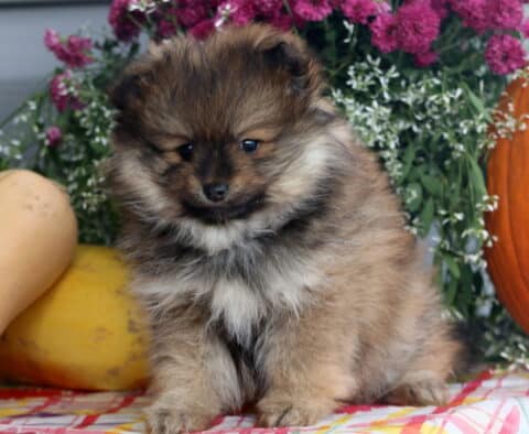 Bouncer Pom