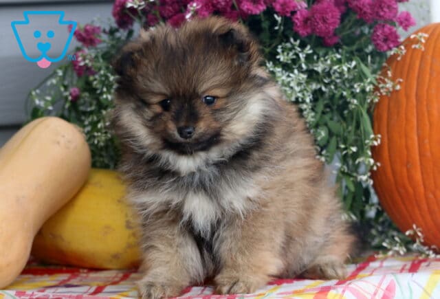 Bouncer Pom image