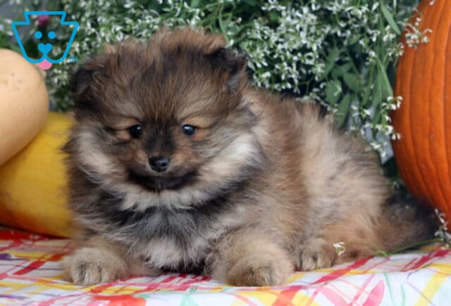 Bouncer Pom2 image