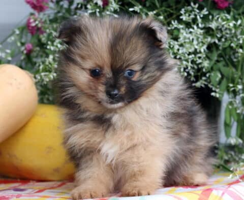 Boxer Pom